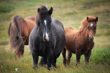What animal neighs? - Science-Culture